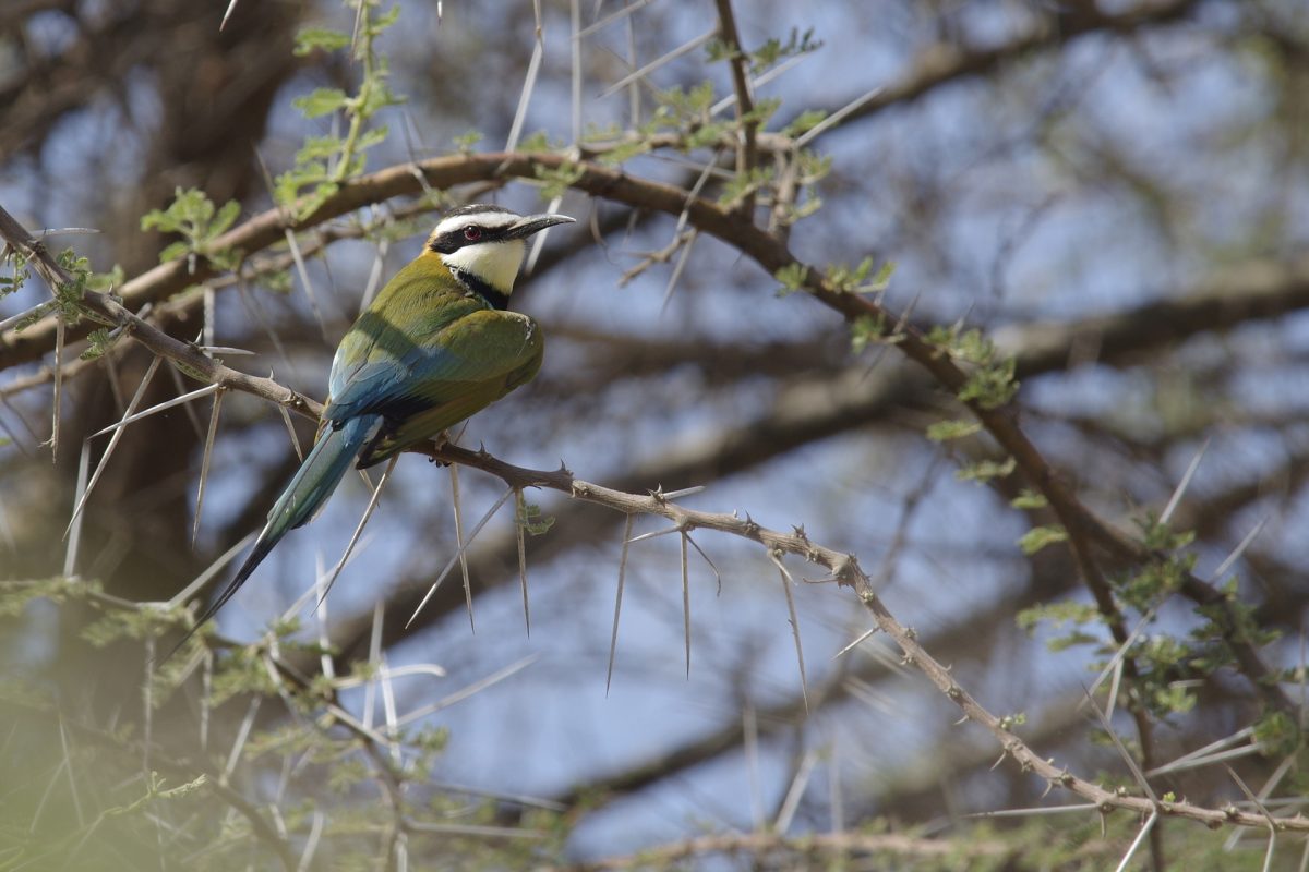 Guêpier à gorge blanche