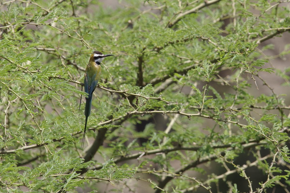 Guêpier à gorge blanche
