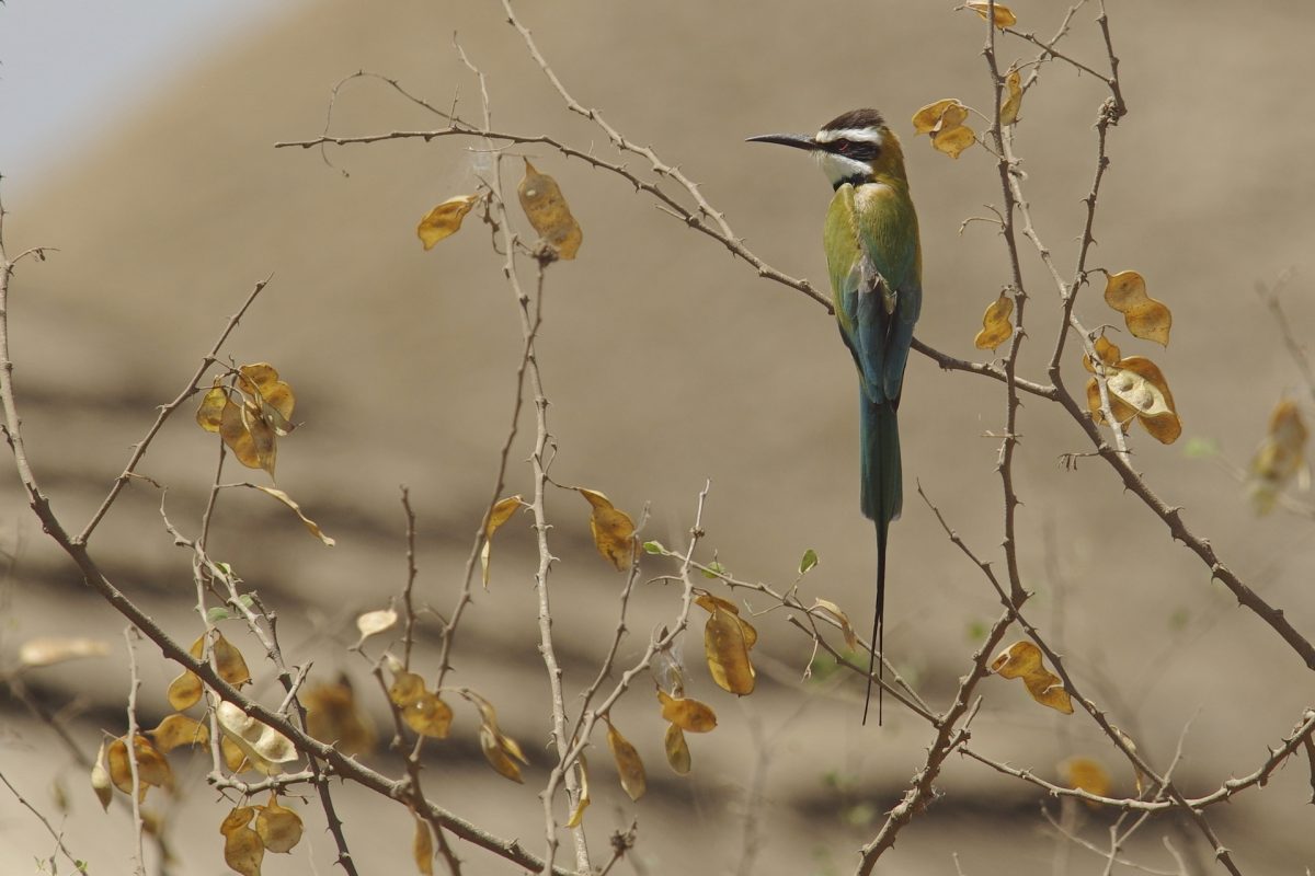 Guêpier à gorge blanche