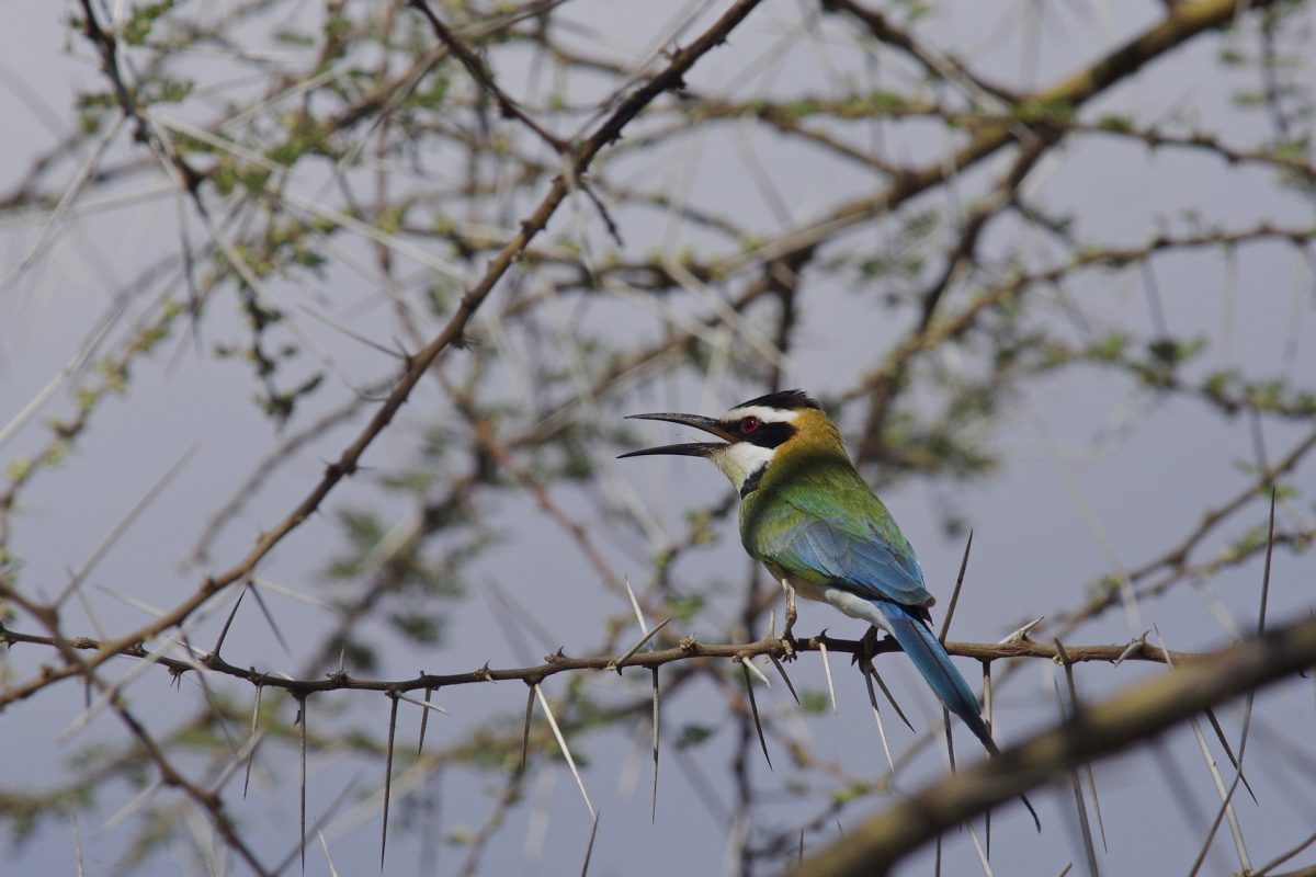 Guêpier à gorge blanche