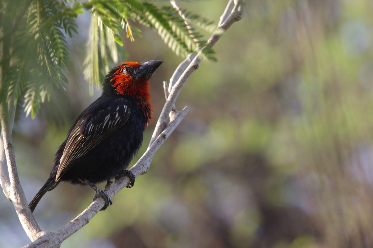 Barbican quifsobalito