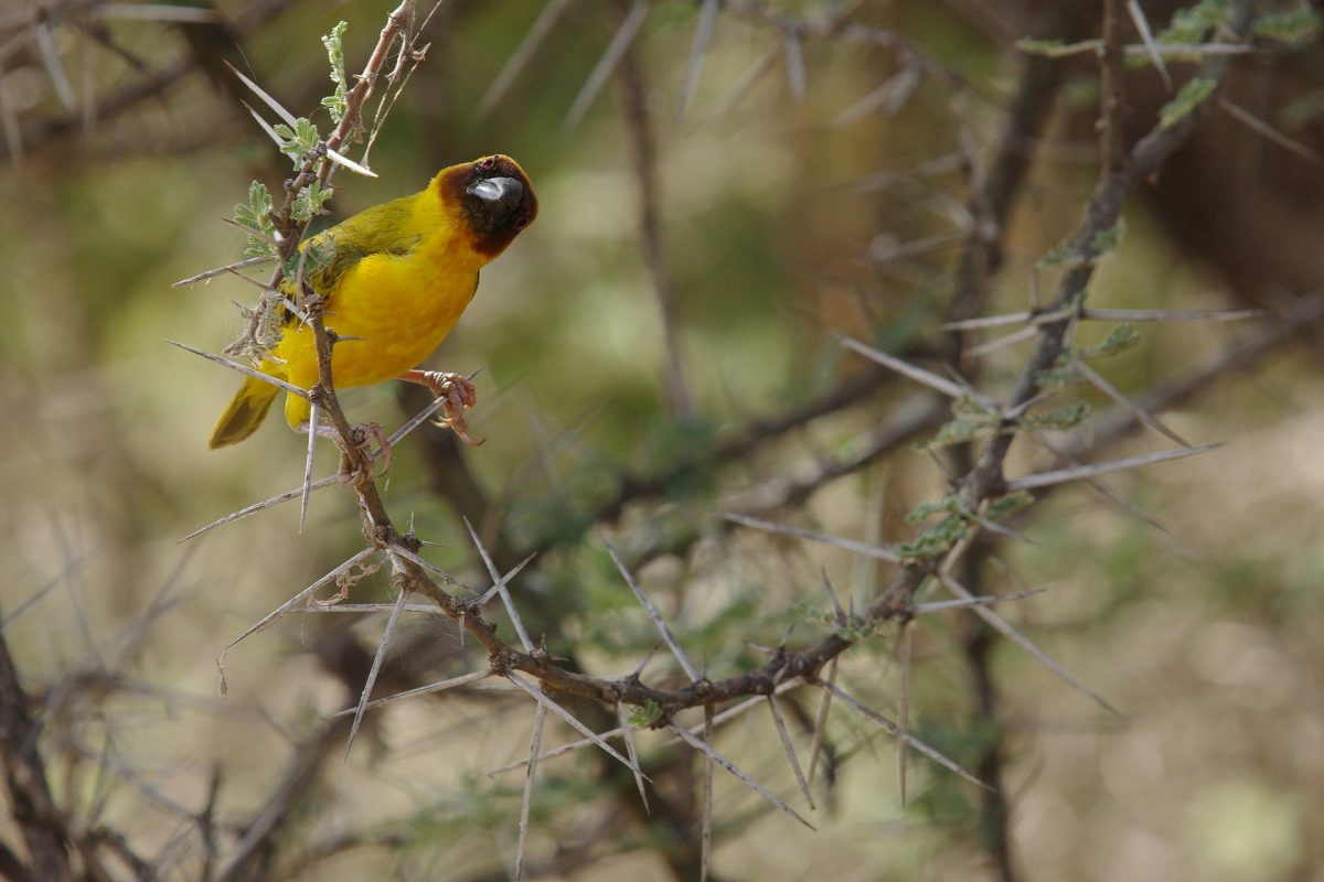 Tisserin de Rüppell