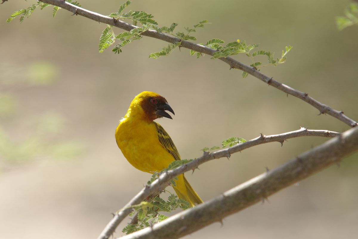 Tisserin de Rüppell