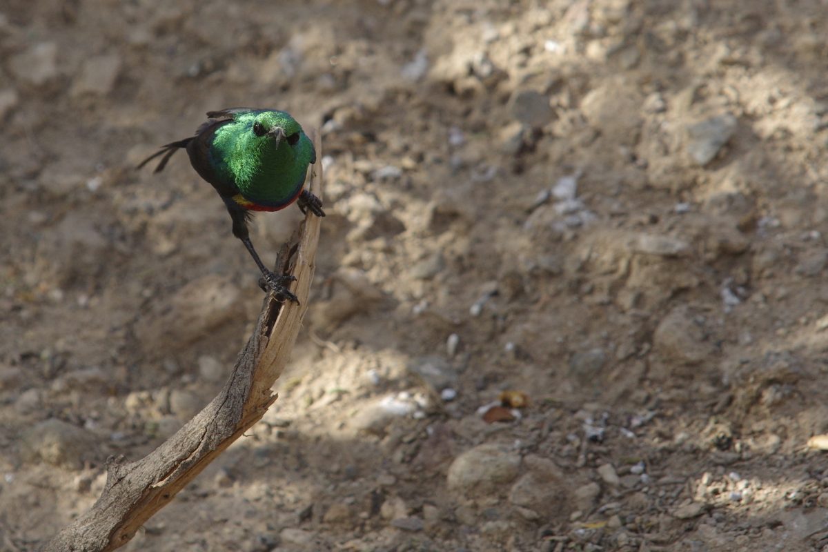 Souimanga à longue queue