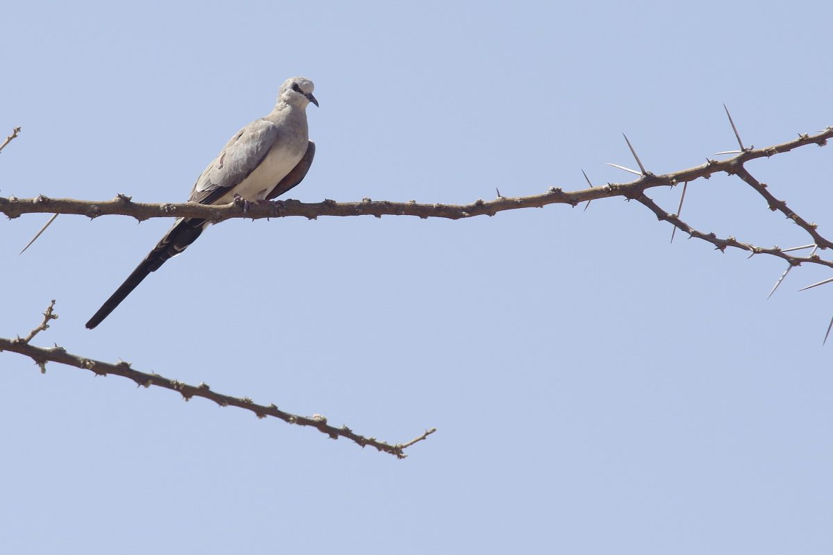 Tourterelle masquée