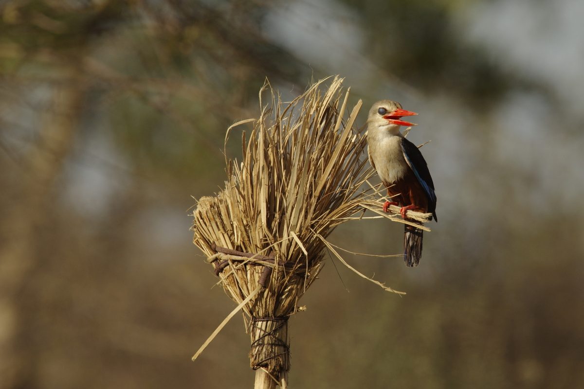 Martin-chasseur à tête grise
