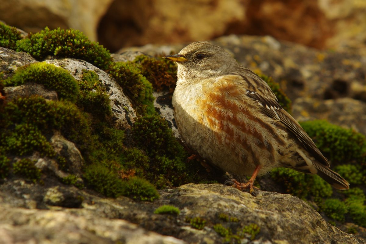 Accenteur Alpin