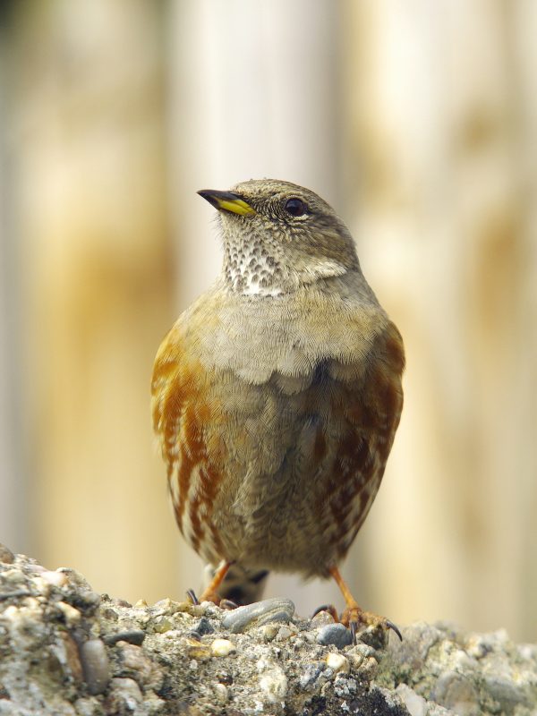 Accenteur Alpin