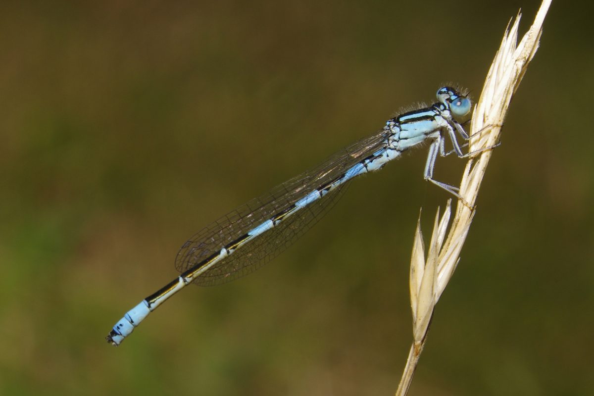Coenagrion caerulescens