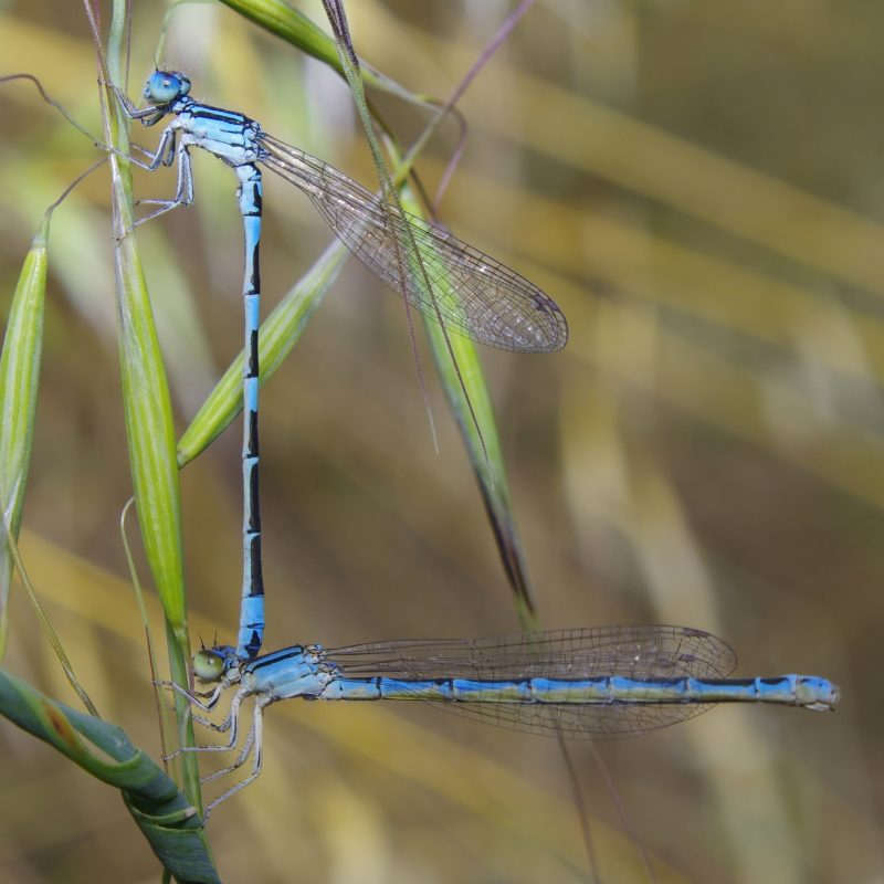 Coenagrion caerulescens