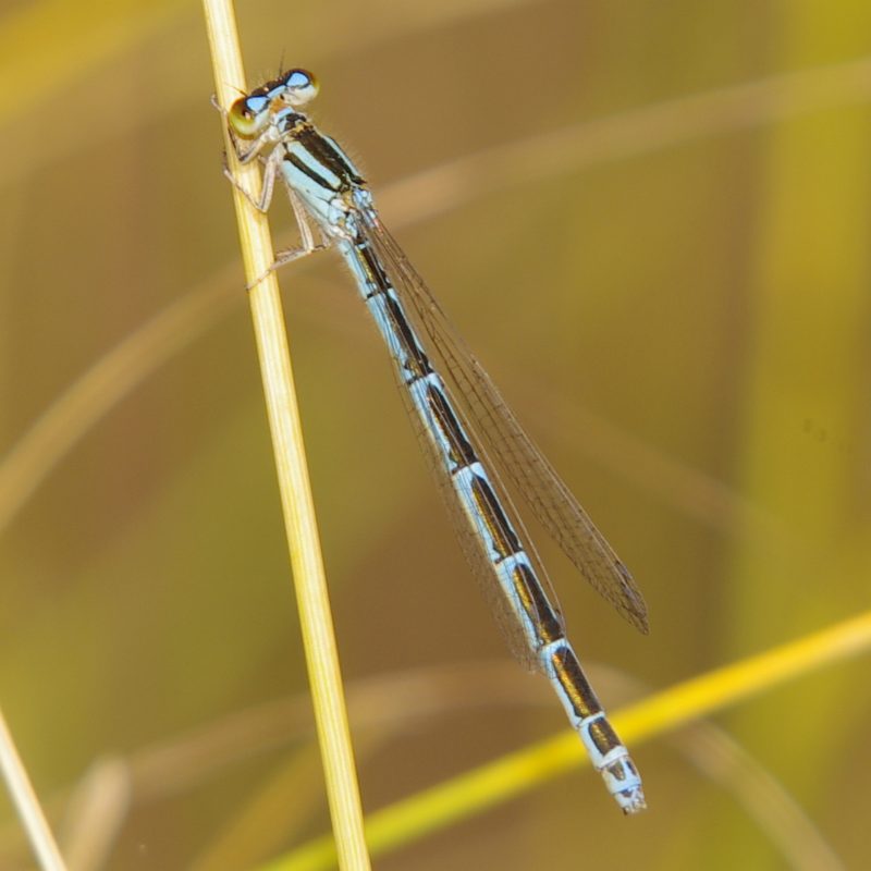 Coenagrion caerulescens