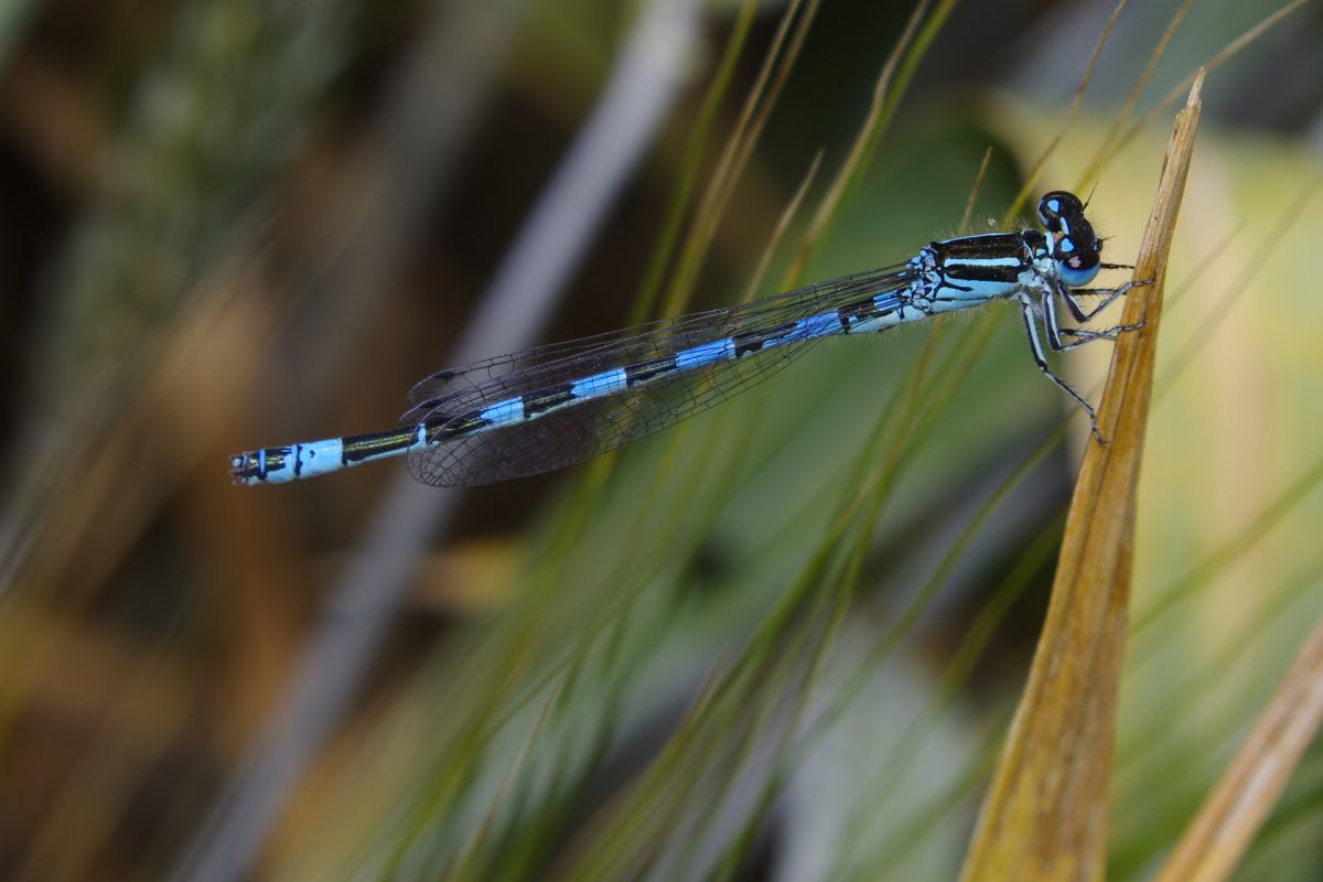 Coenagrion mercuriale mâle