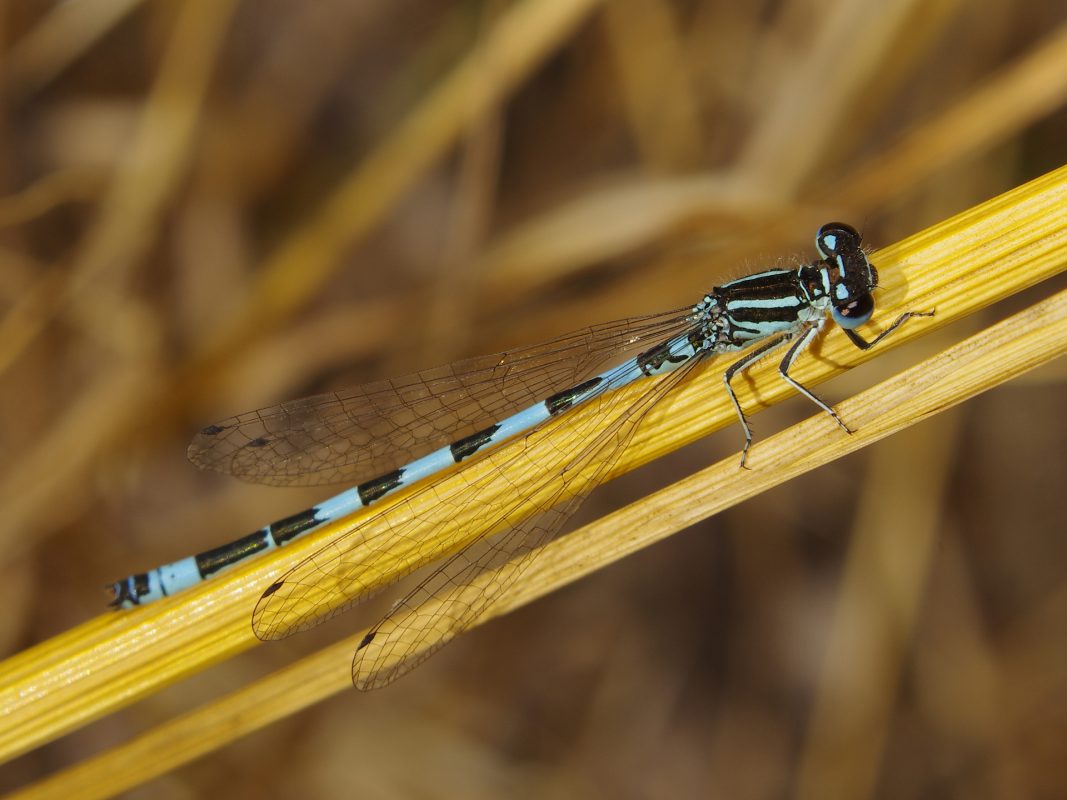 Coenagrion mercuriale mâle