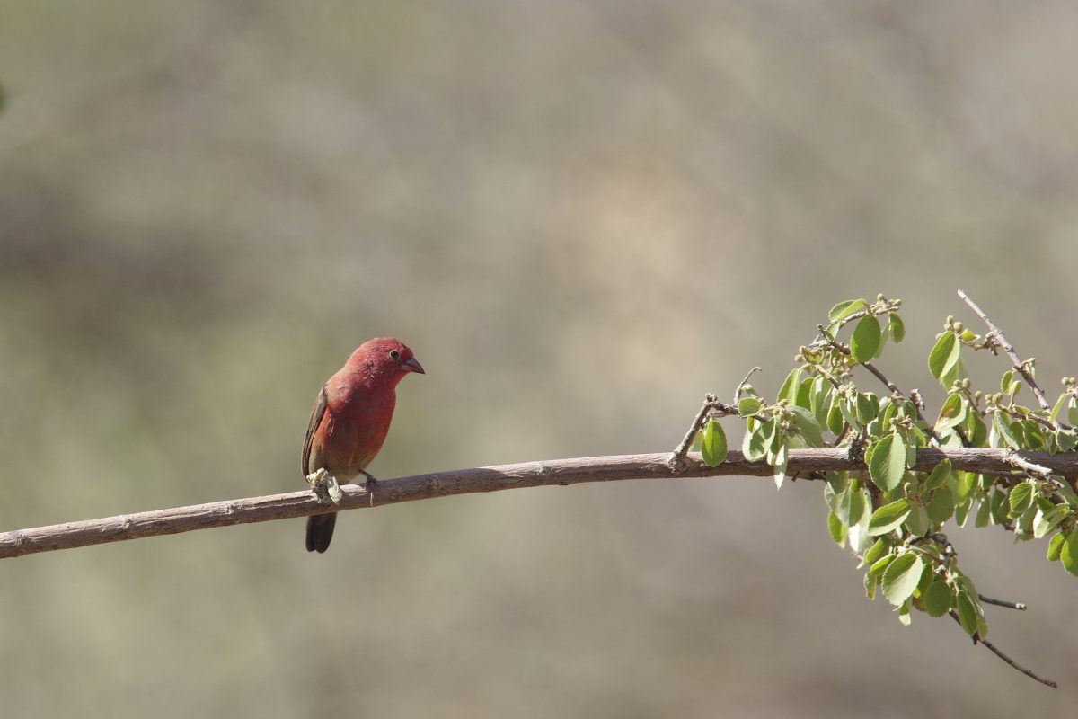Amarante du Sénégal