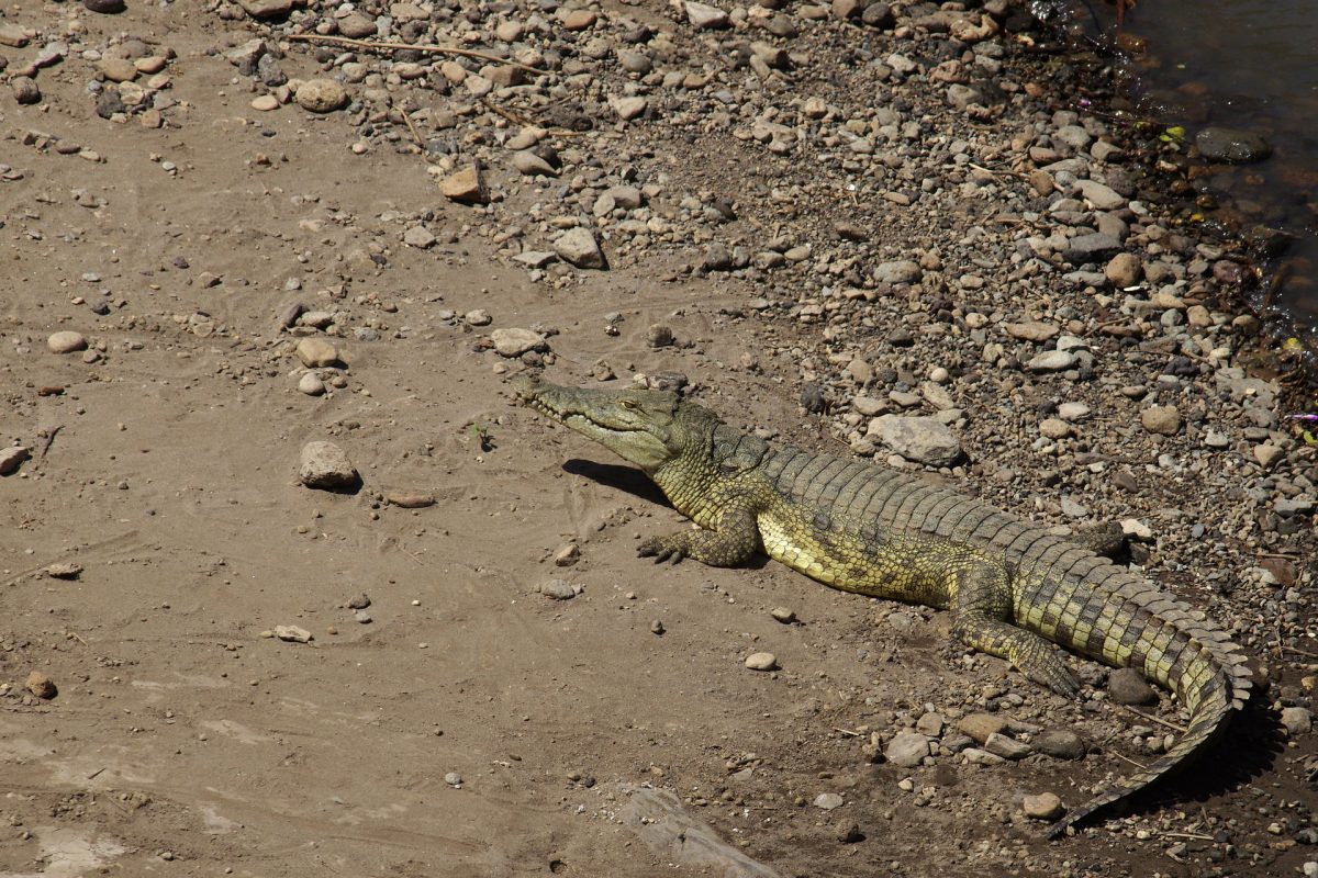 Crocodile