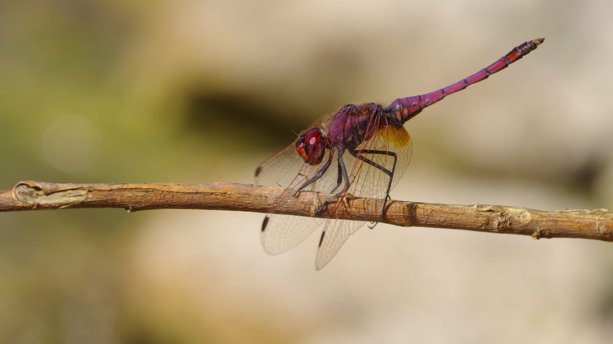 Trithemis