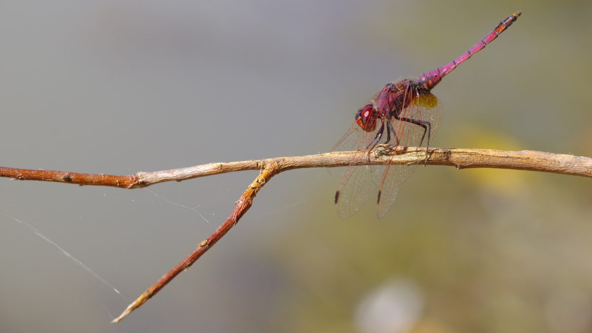 trithemis
