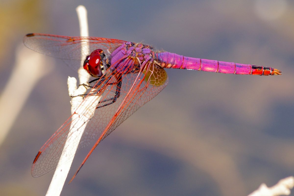 Trithemis