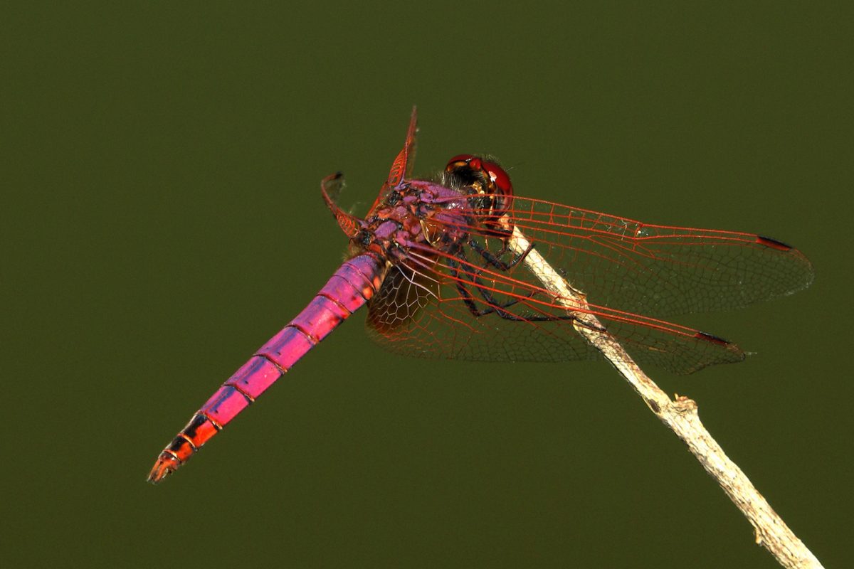Trithemis