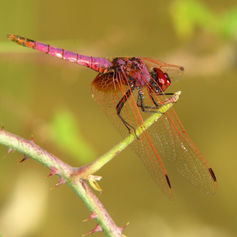 Trithemis
