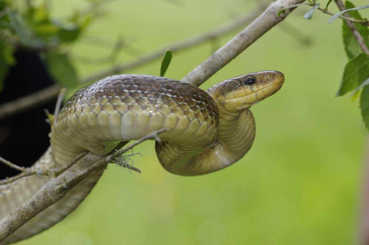 Couleuvre d'Esculape