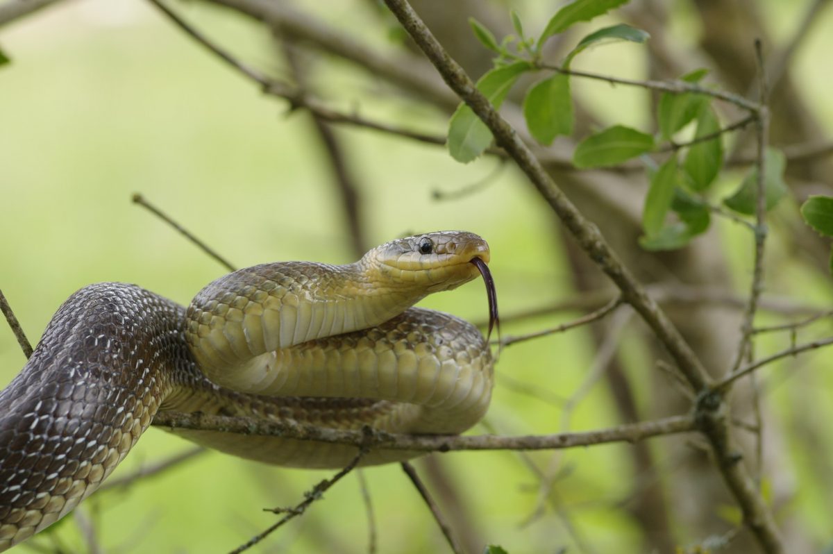 Couleuvre d'Esculape
