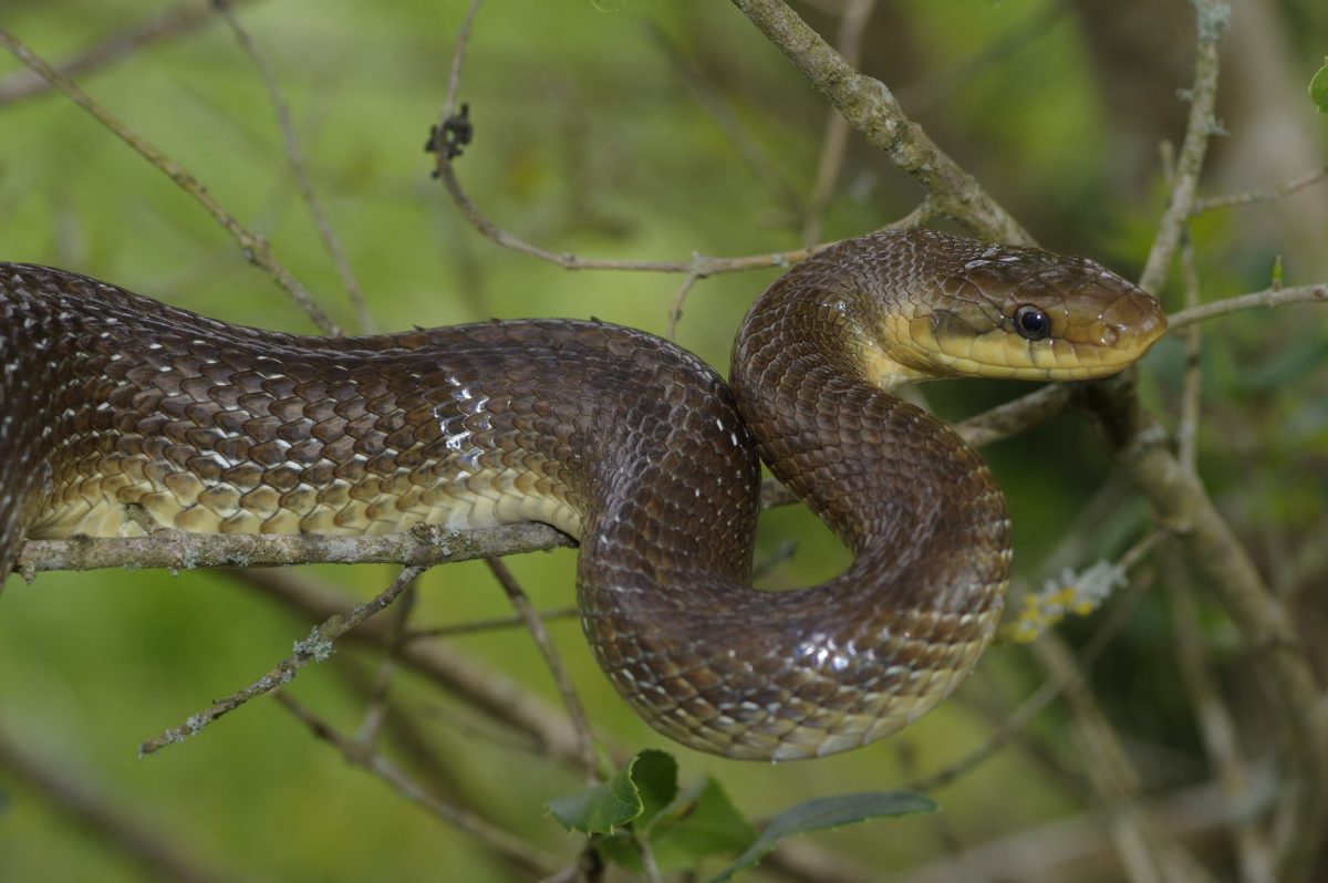 Couleuvre d'Esculape