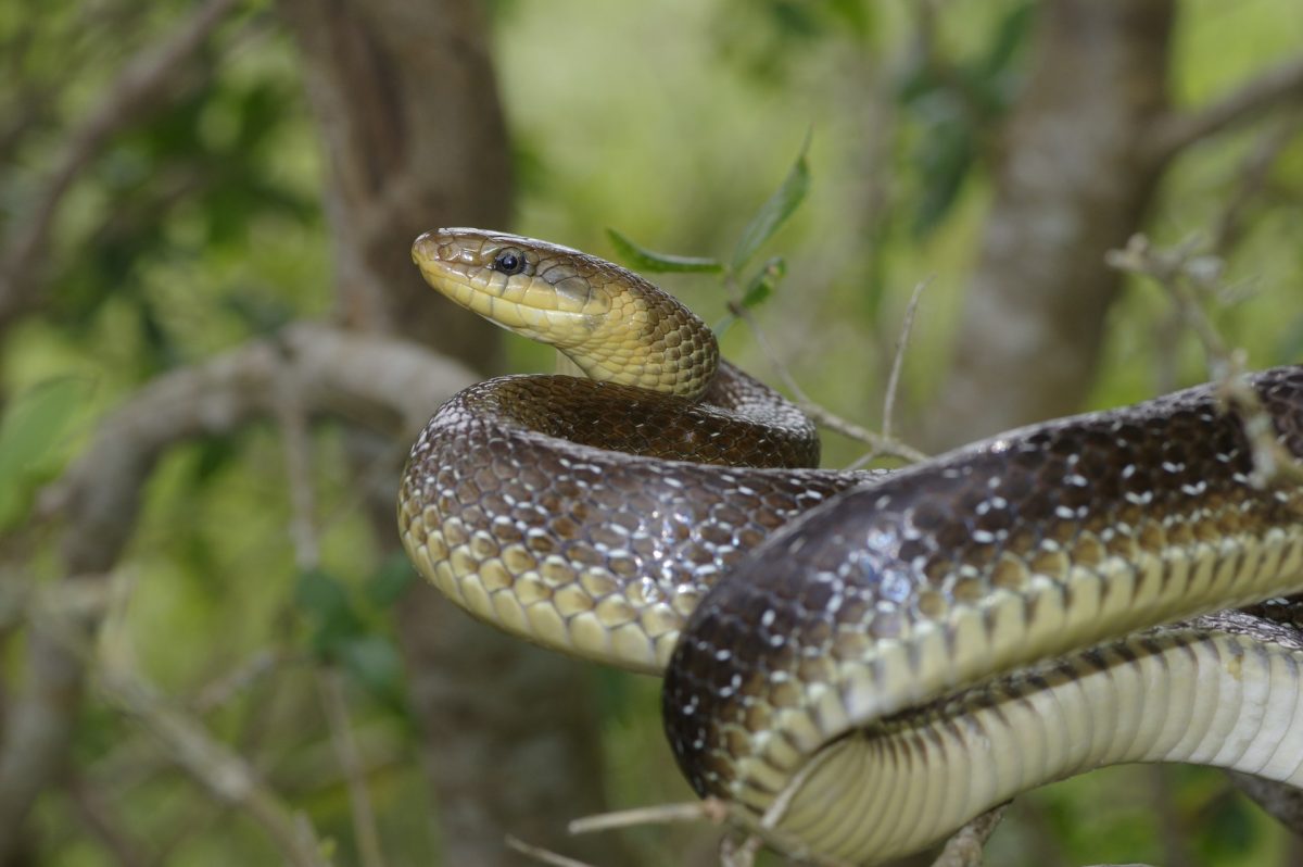 Couleuvre d'Esculape