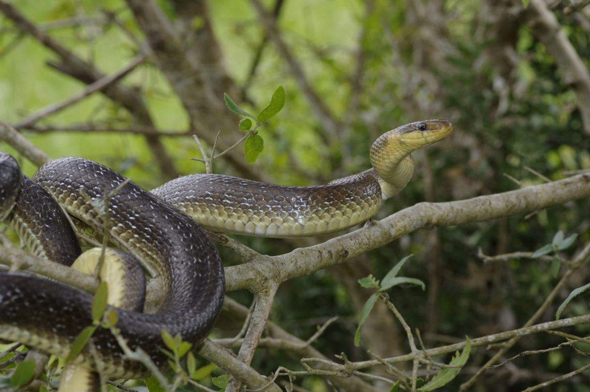 Couleuvre d'Esculape