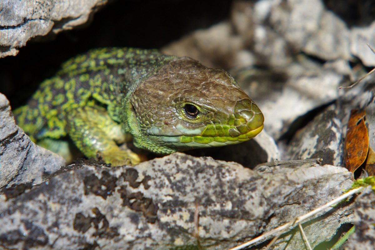 Lézard Ocellé