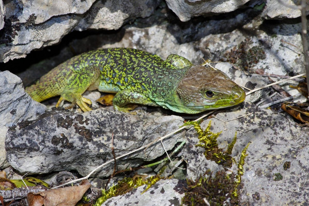 Lézard Ocellé