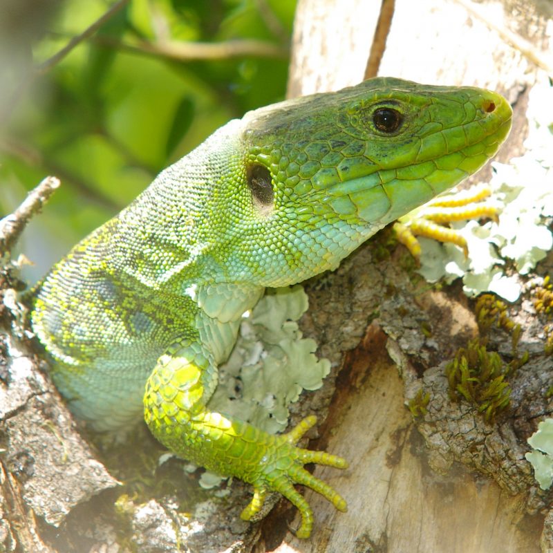 Lézard Ocellé