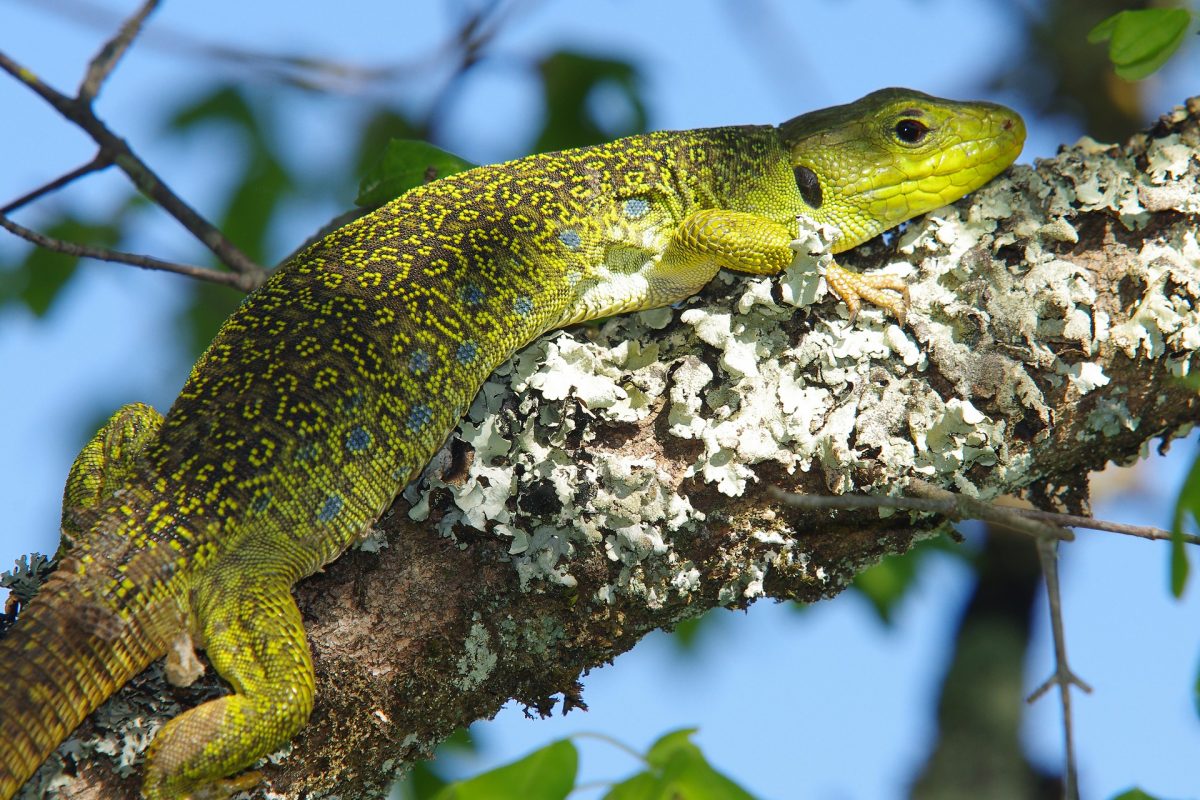 Lézard Ocellé