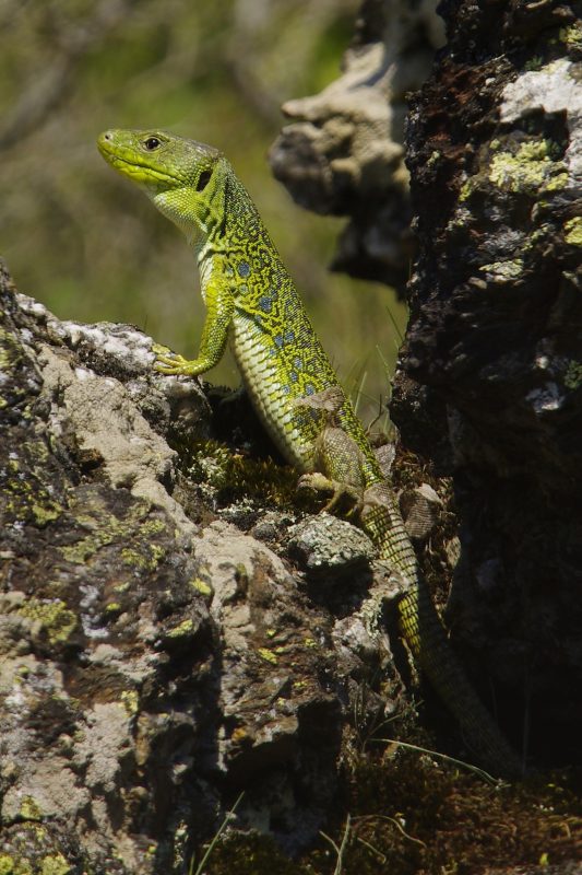 Lézard Ocellé