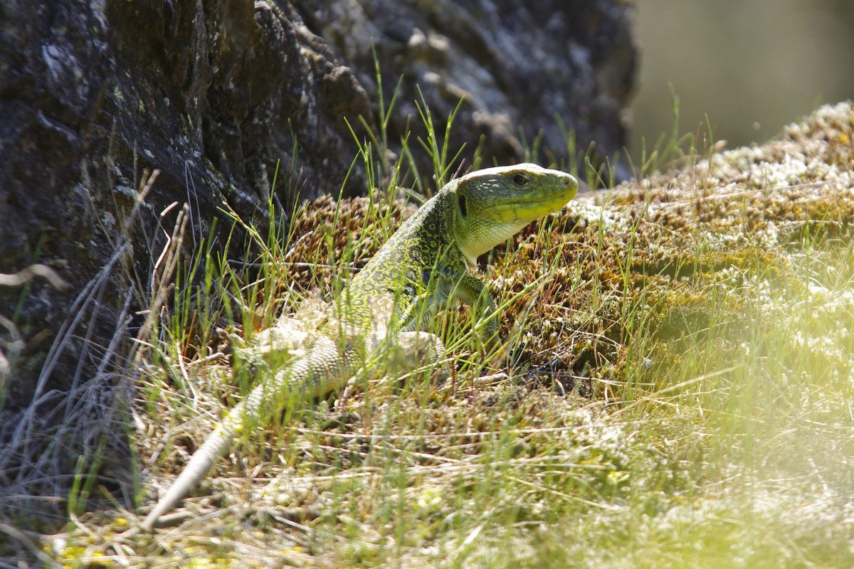 Lézard Ocellé