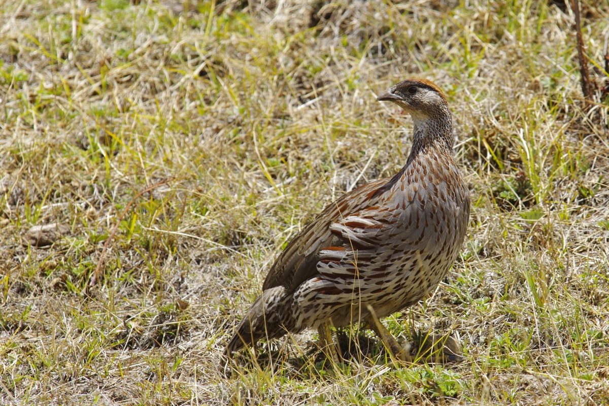 Francolin d'Erckel