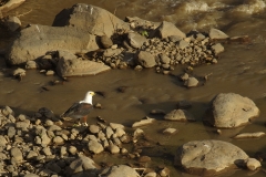 Pygargue vocifère - Éthiopie – Parc National d’Awash – 23/04/2017