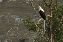 Pygargue vocifère - Éthiopie – Parc National d’Awash – 23/04/2017