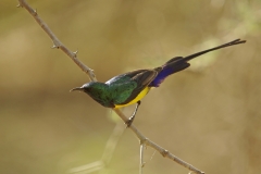 Souimanga du Nil – Éthiopie – Parc National d’Awash – 23/04/2017