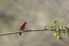 Amarante du Sénégal - 23/04/2017 - Parc National d'Awash