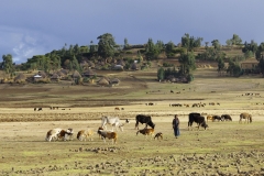 Le haut-plateau au retour de la Jemma Valley avec son habituel troupeau.