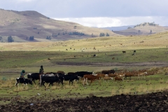 Le haut-plateau au retour de la Jemma Valley avec son habituel troupeau.