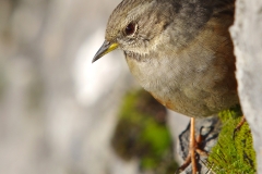 Accenteur Alpin dans le village de  Puycelsi (Tarn)
