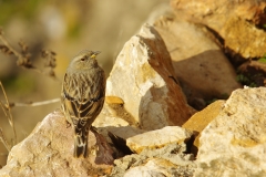 Accenteur Alpin dans le village de  Puycelsi (Tarn)