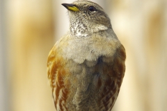 Accenteur Alpin dans le village de  Hautpoul (Tarn)