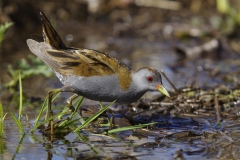 Marouette poussin - 08/04/2011 - Étang au sud de la ville d'Albi