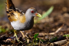 Marouette poussin - 08/04/2011 - Étang au sud de la ville d'Albi