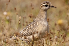 Pluvier Guignard - 04/09/2011 - Causse de Caucalières
