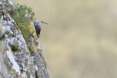 Tichodrome echelette - Village de Puycelsi (Tarn)