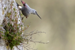 Tichodrome echelette - Village de Puycelsi (Tarn)
